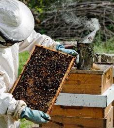 Beekeeping at Hale Farm & Village