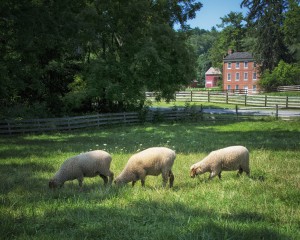 Hale Farm & Village Sheep
