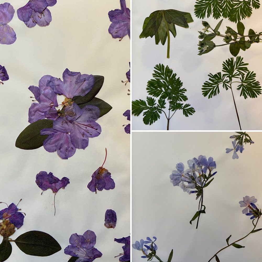 Pressed Flowers  History and Tutorial - Western Reserve Historical Society